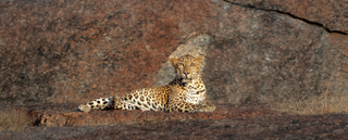 Join Us For Ojas- A Luxury Retreat In The Forest of Rajasthan at Cheetahgarh by ITC WelcomeHeritage